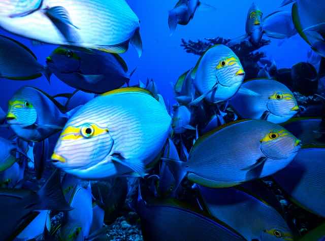 Twin Island Dive - Komodo photo 9