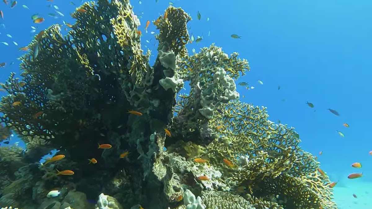 Classic Red Sea Diving Center Hurghada photo 3