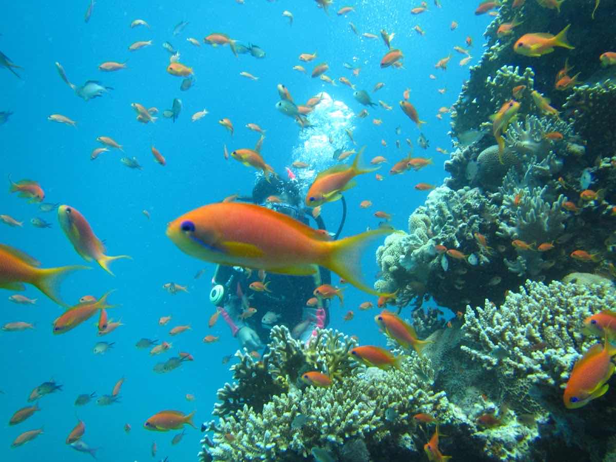 Classic Red Sea Diving Center Hurghada photo 6