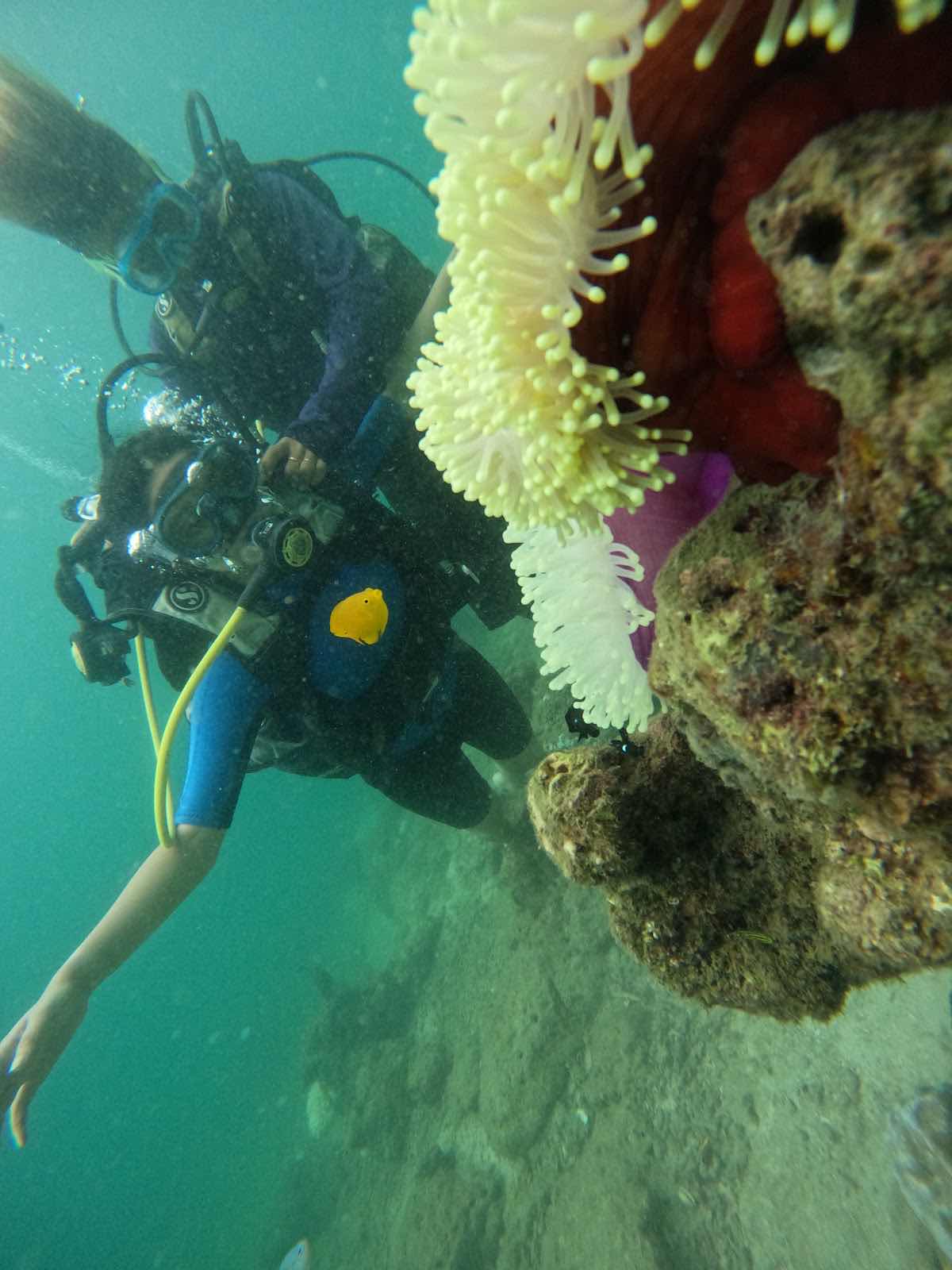 Scuba In Andaman photo 10