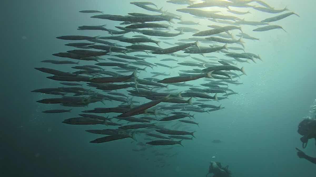 The Dearly Dive Koh Tao – PADI 5 Star Dive Resort & Scuba School photo 4