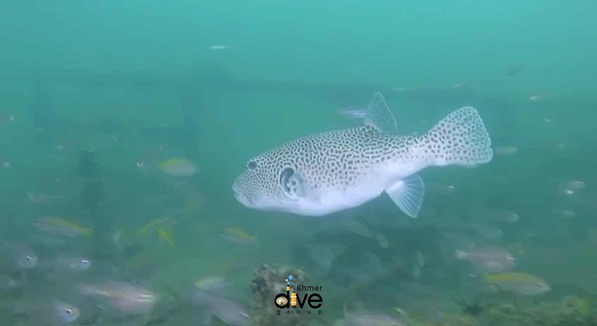 Khmer Dive Group - Koh Rong photo 2