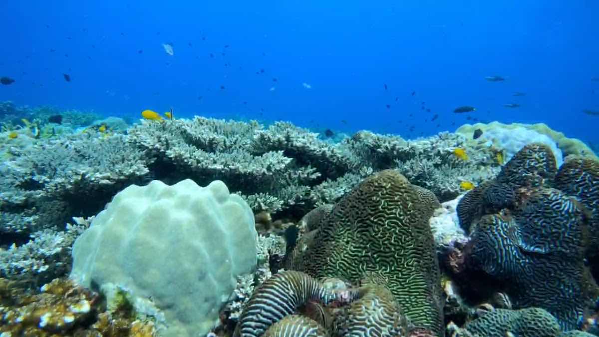 Khmer Dive Group - Koh Rong photo 3