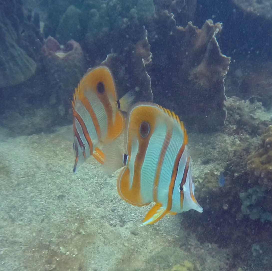 Khmer Dive Group - Koh Rong photo 8