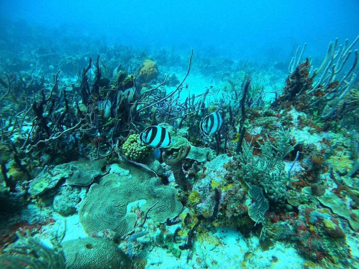 Petit St. Vincent Dive Center photo 2