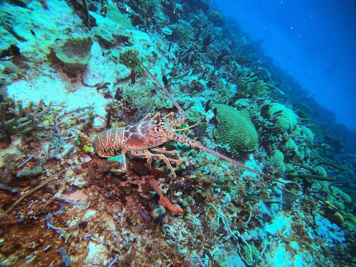 Petit St. Vincent Dive Center photo 10