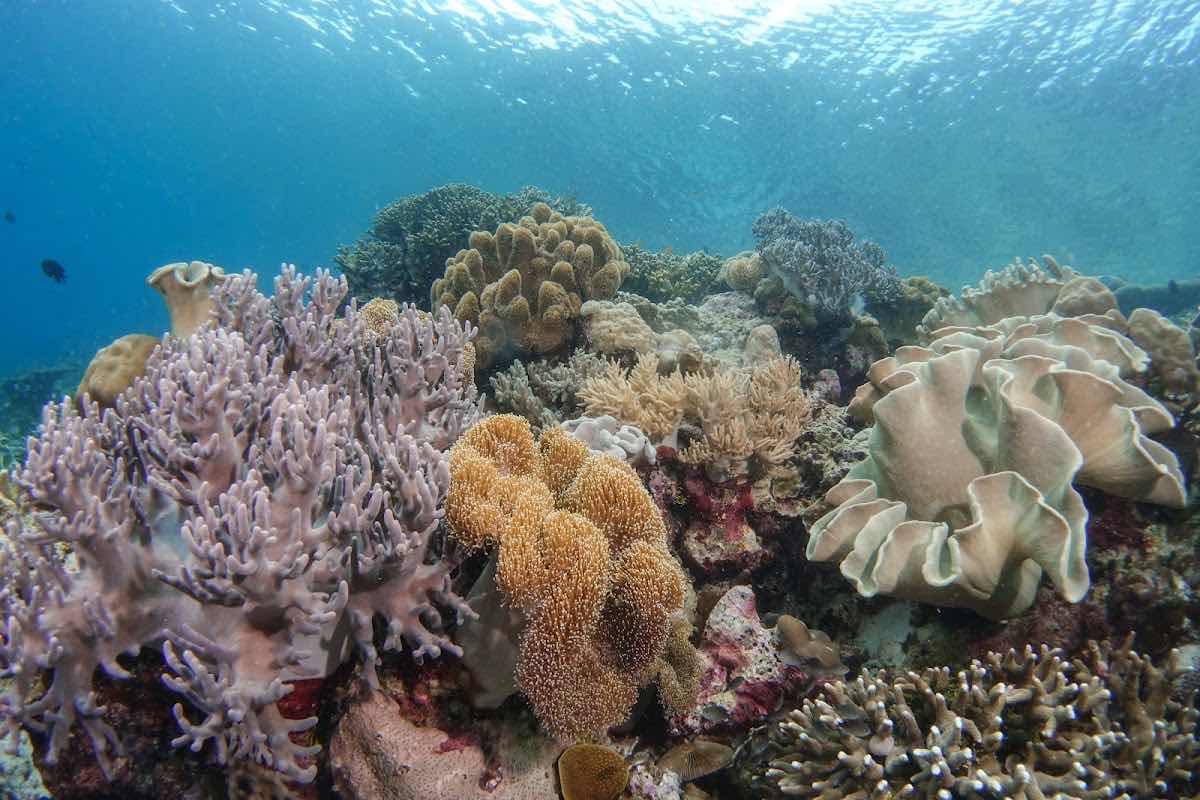 Sulawesi Dive Trek photo 7