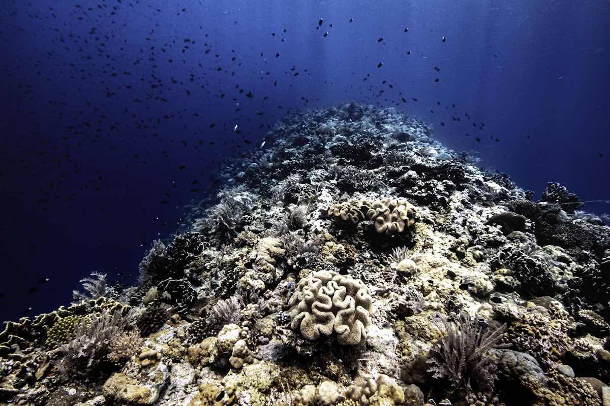 Sulawesi Dive Trek photo 8