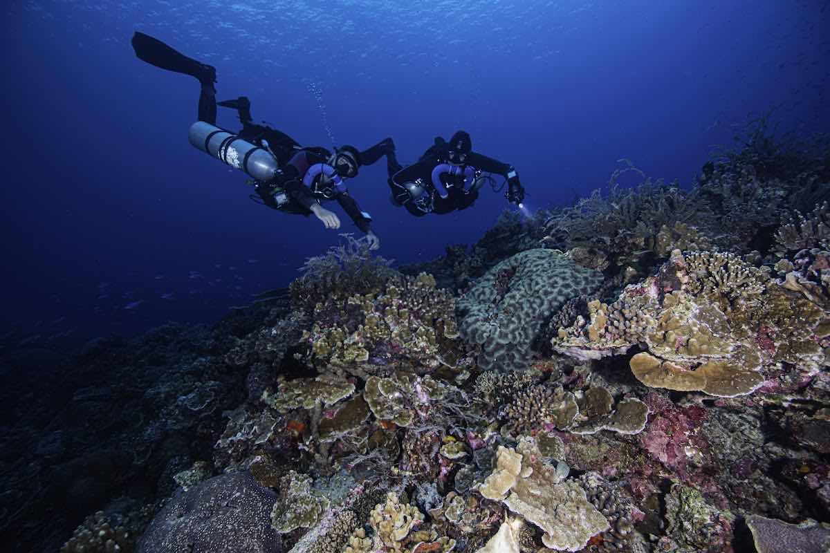 Sulawesi Dive Trek photo 10