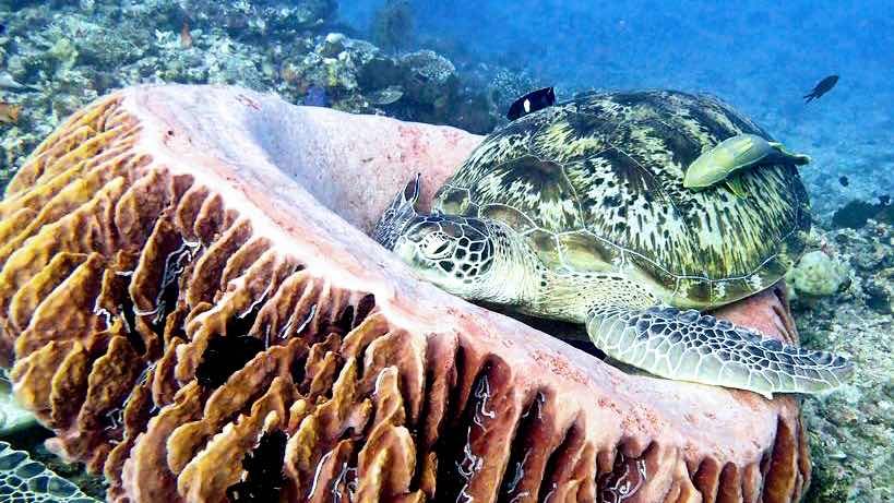 Snorkeling gili photo 1