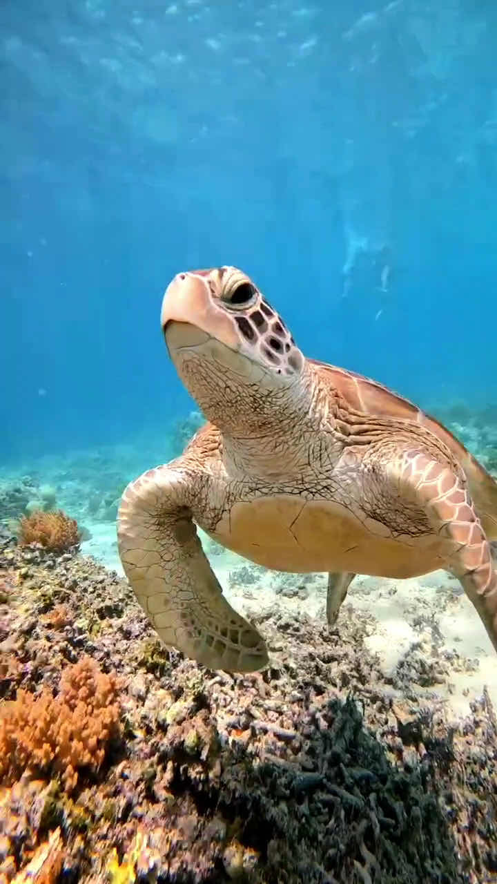 Snorkeling gili photo 3