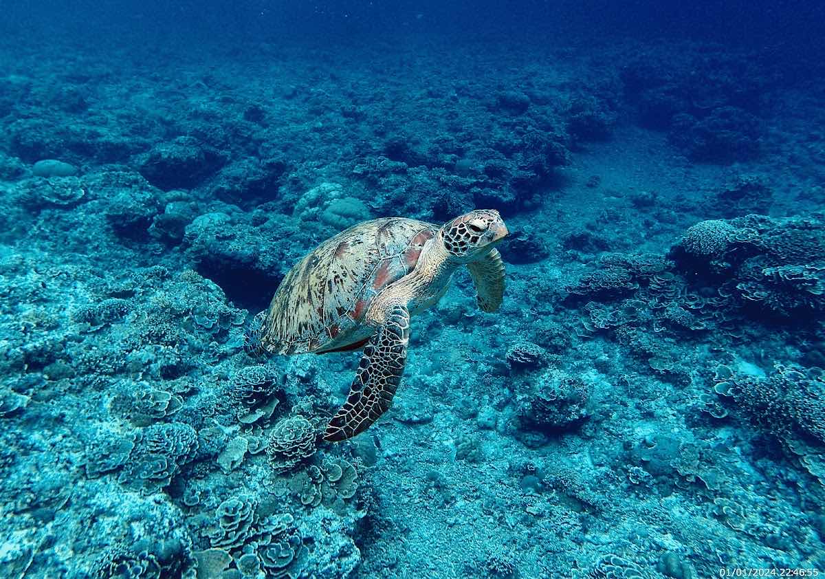 Snorkeling gili photo 4