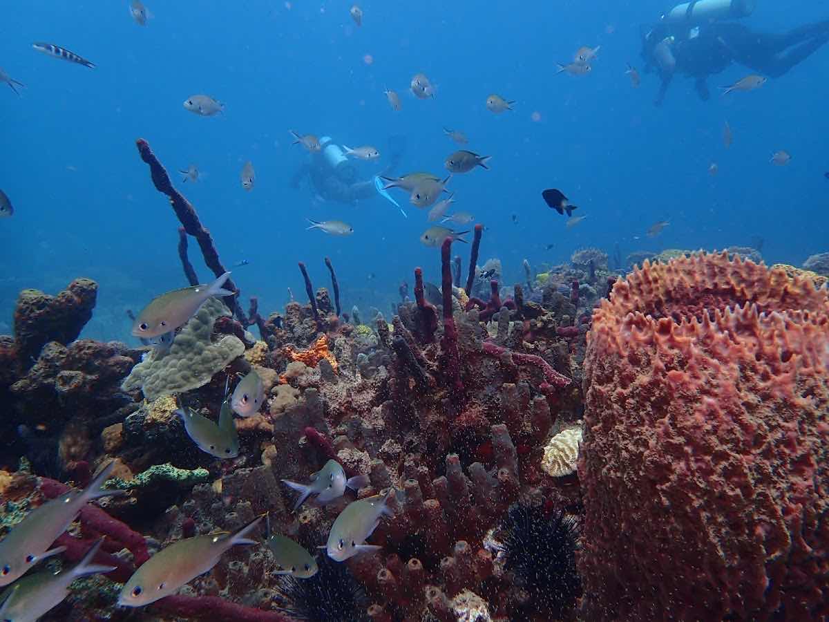 Dive St. Vincent photo 2