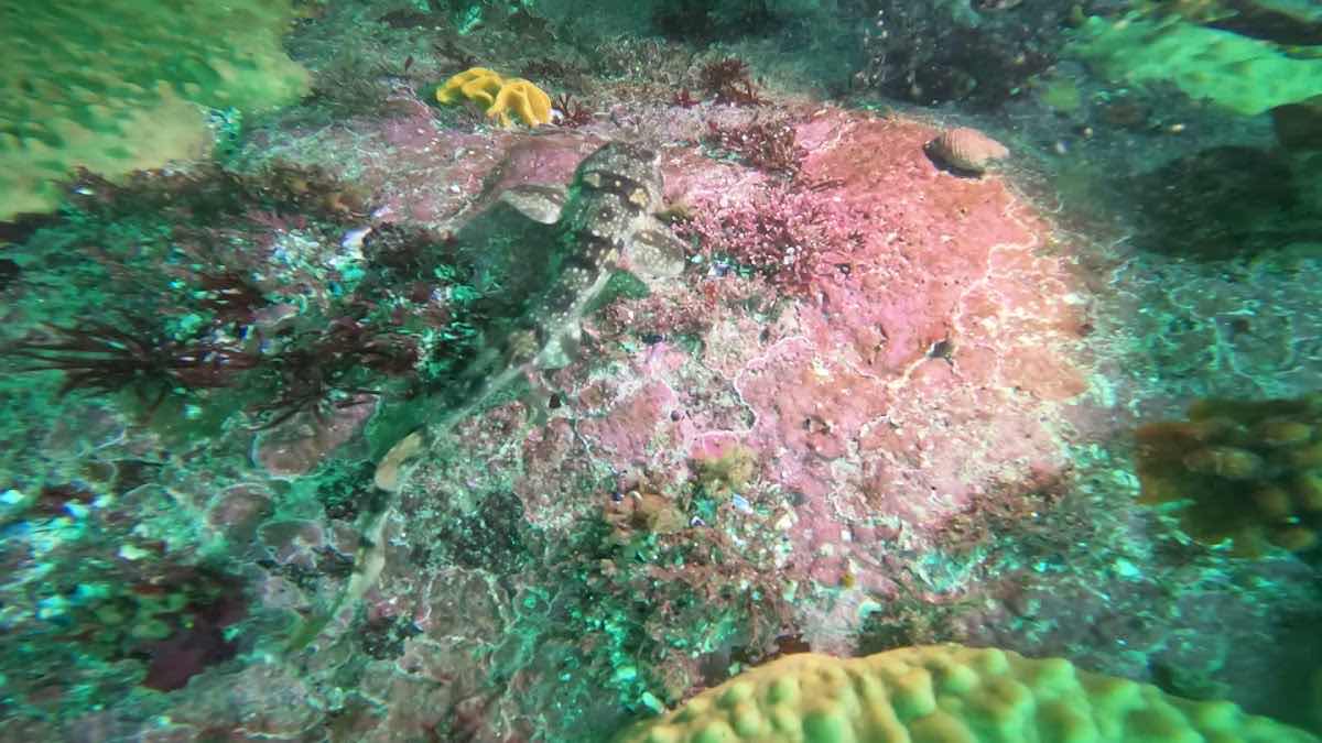 Indigo Scuba photo 3