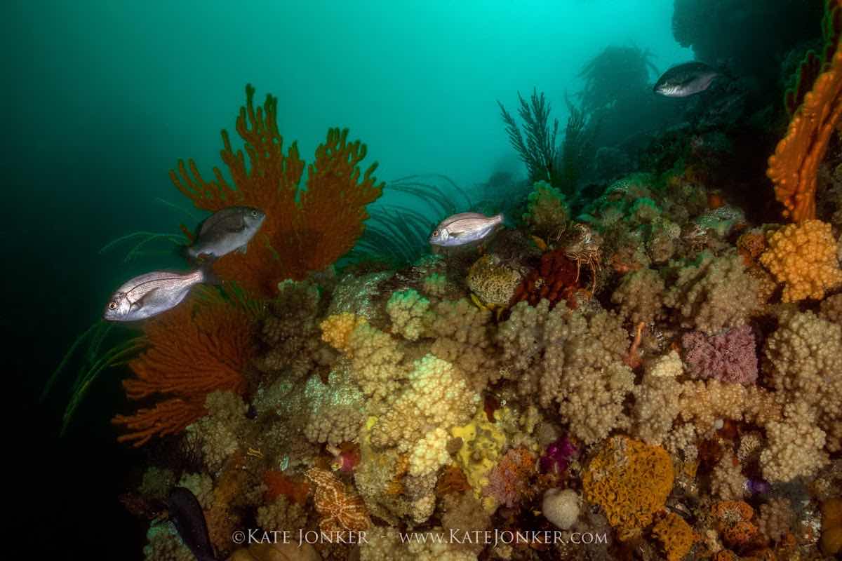 Indigo Scuba photo 4