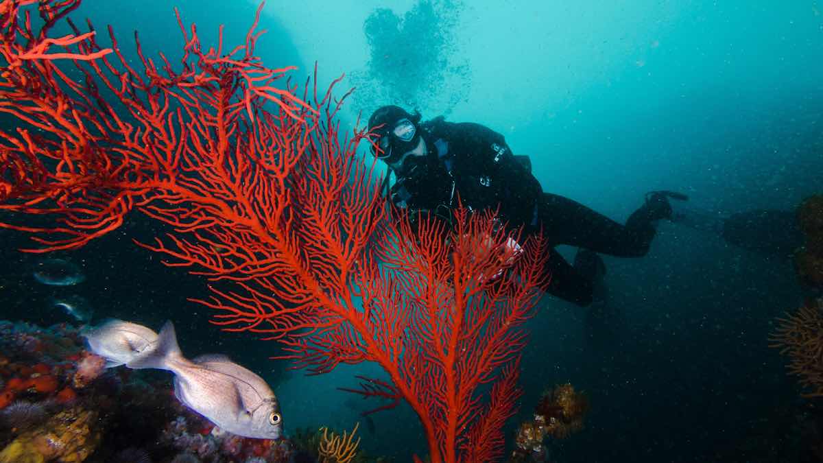 Indigo Scuba photo 5