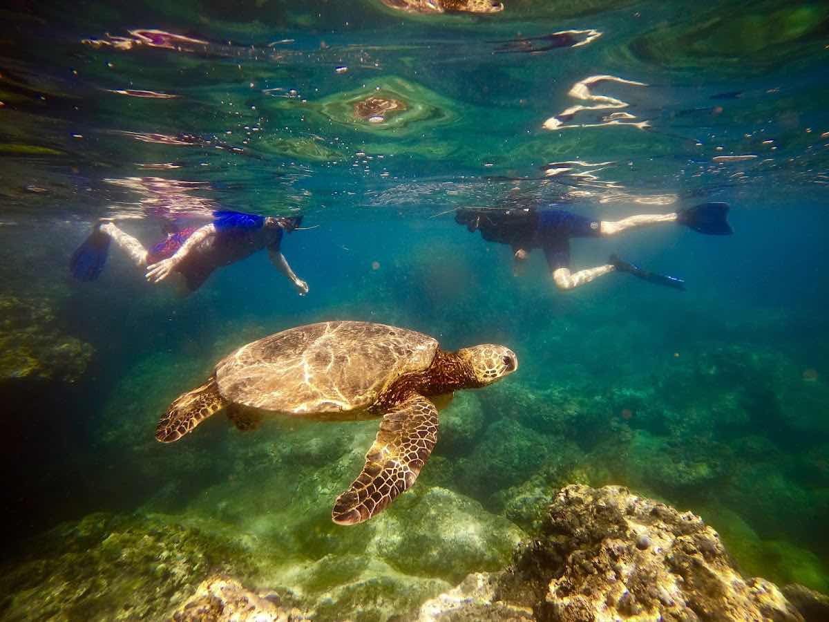 Snorkel & Dive Hawaii photo 2