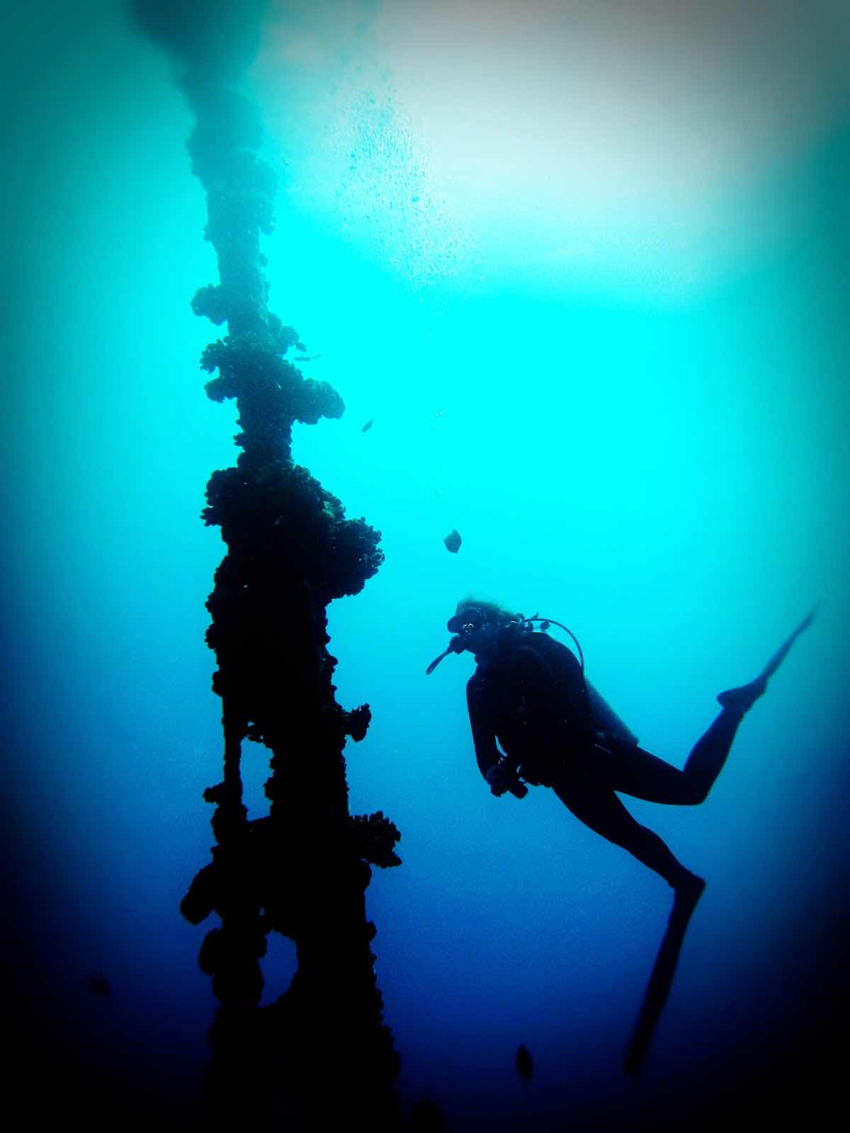Snorkel & Dive Hawaii photo 8