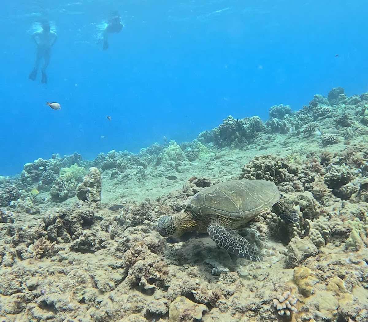Snorkel & Dive Hawaii photo 9