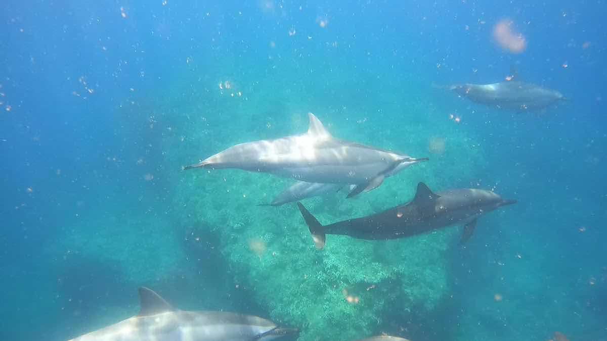 Snorkel & Dive Hawaii photo 10