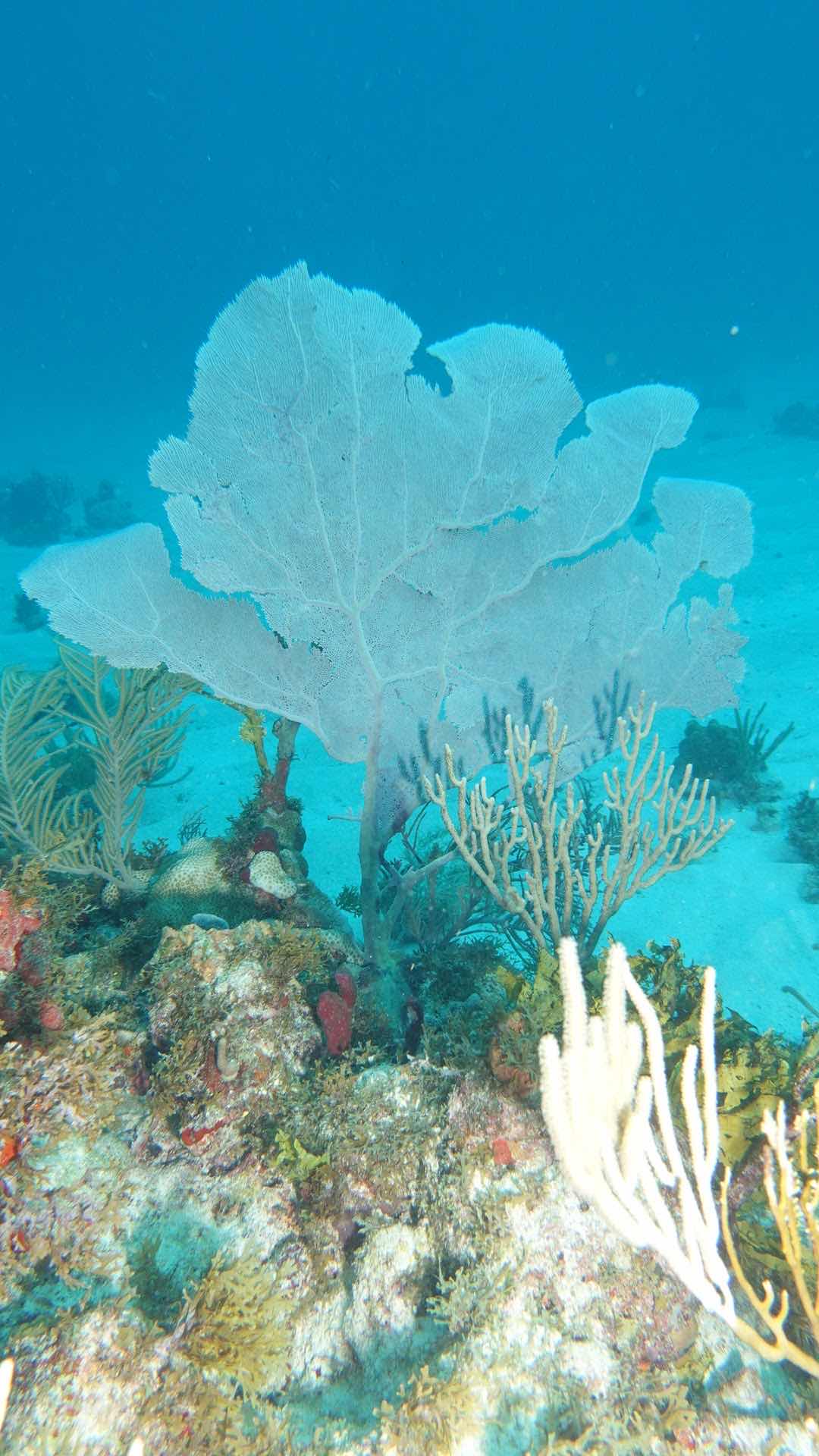 Karukera Apnée photo 3