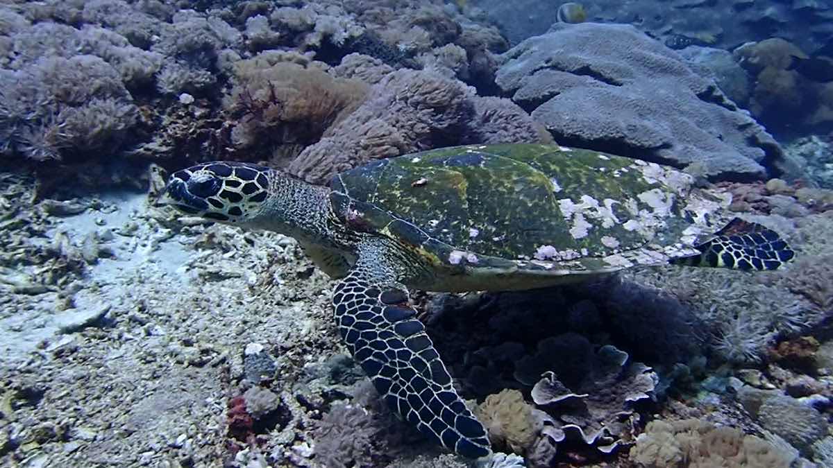 Intrinity Divers photo 3