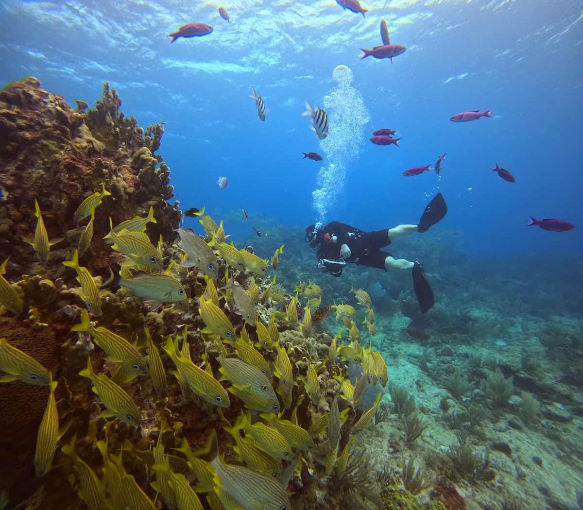 A' HA' Scuba Diving photo 8