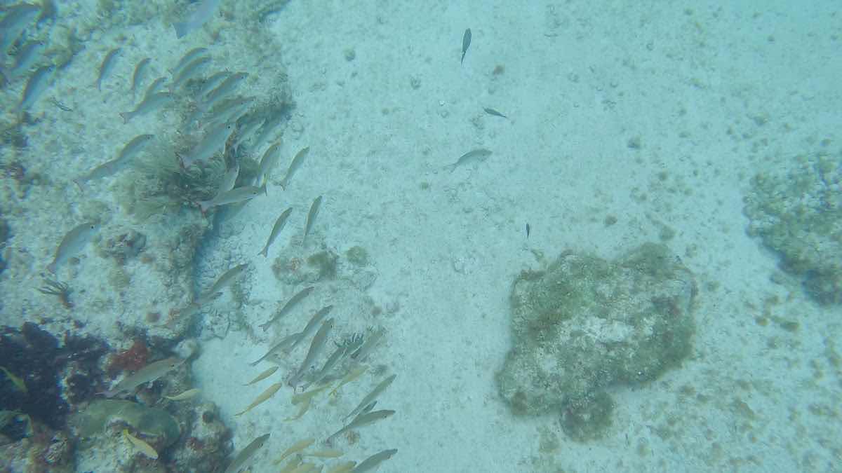 A' HA' Scuba Diving photo 9