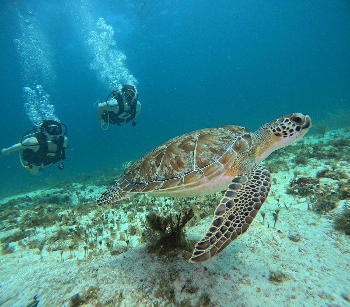 A' HA' Scuba Diving photo 10