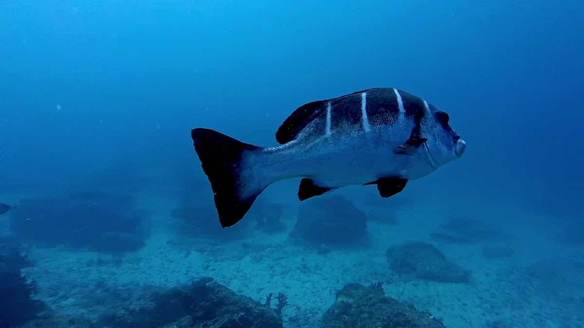 Odyssea Dive photo 3