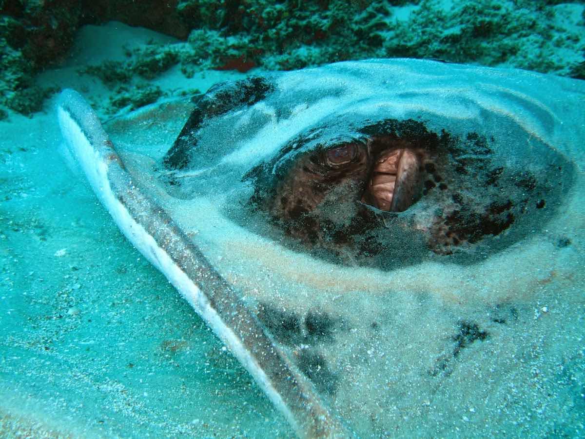 Odyssea Dive photo 5
