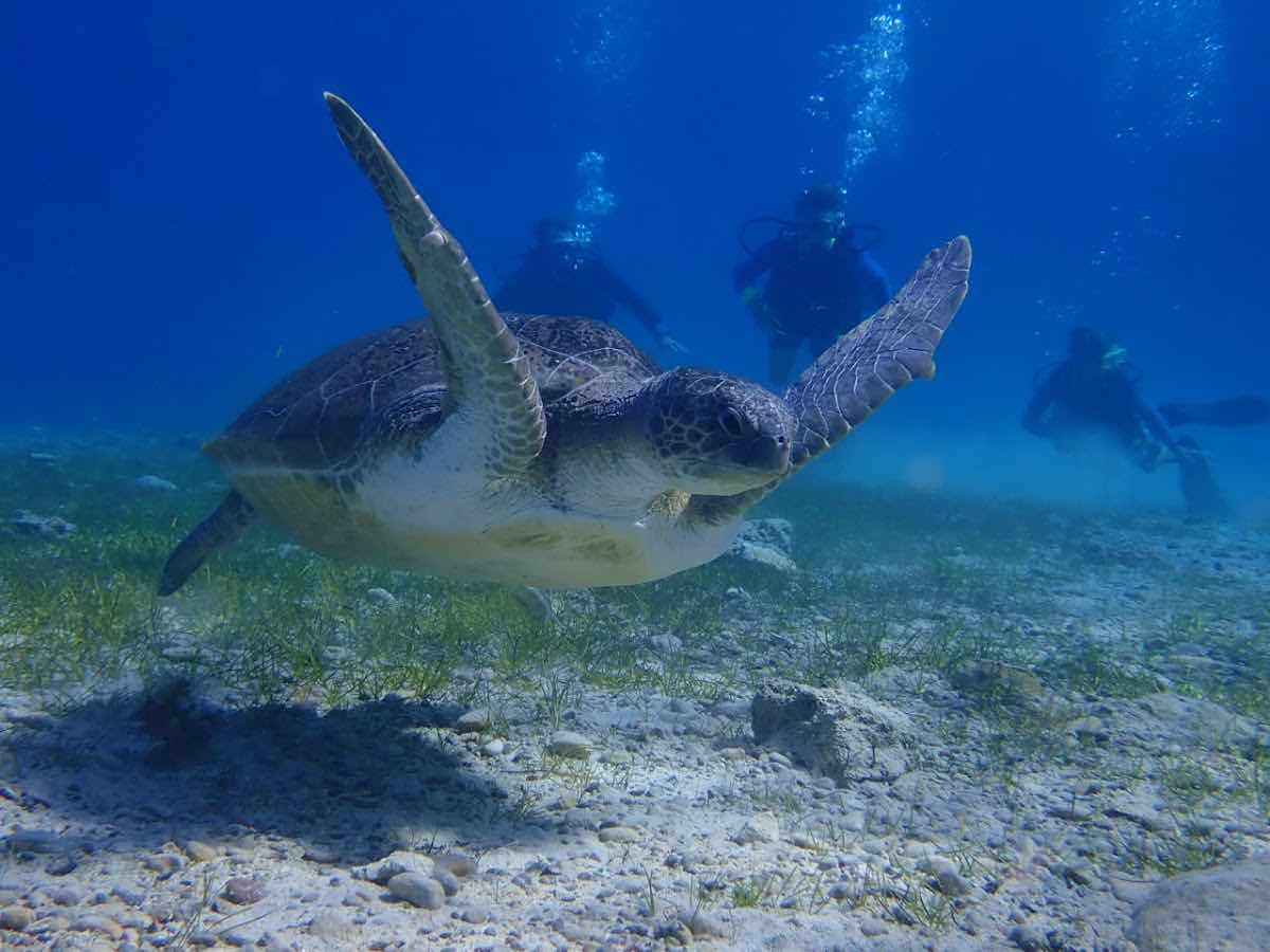 Taba Diving Centre photo 1