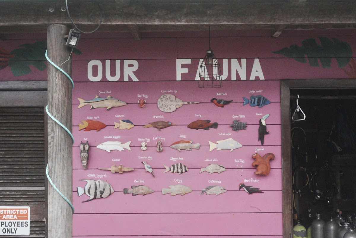 La Buga Dive & Surf photo 2