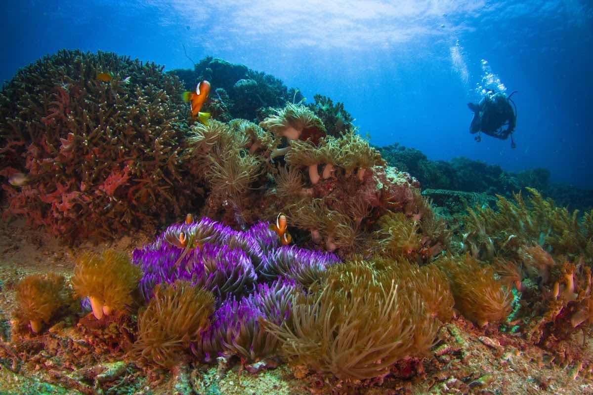 Purple Dive Nusa Penida photo 5