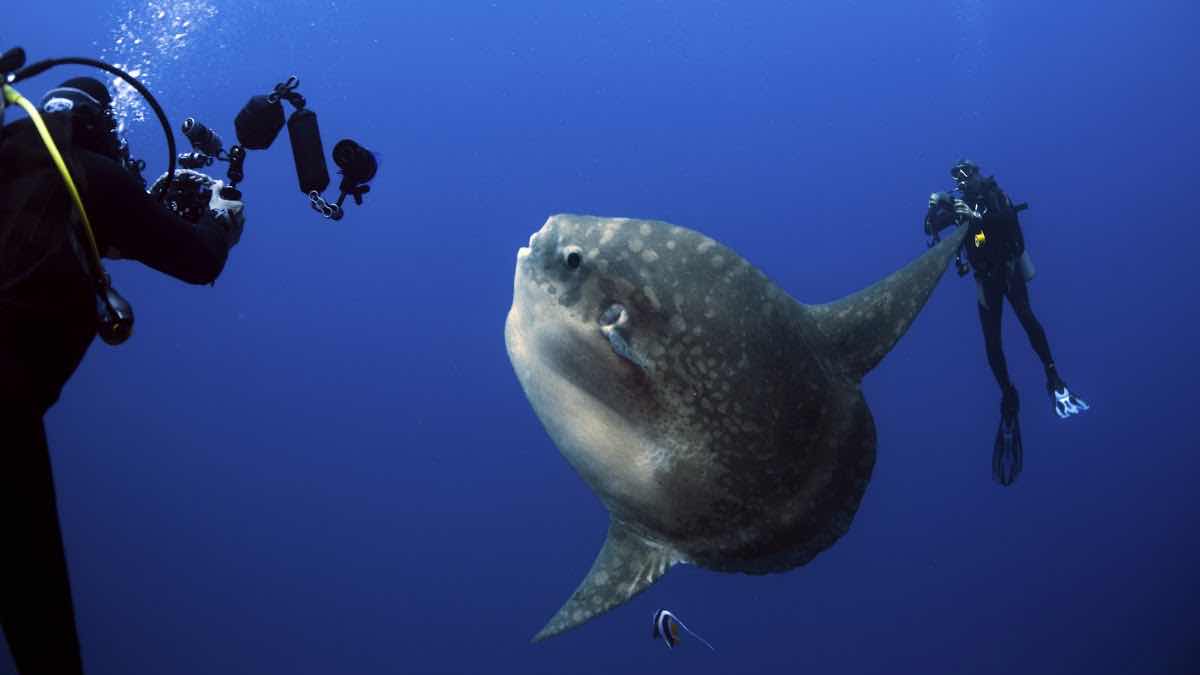 Purple Dive Nusa Penida photo 10