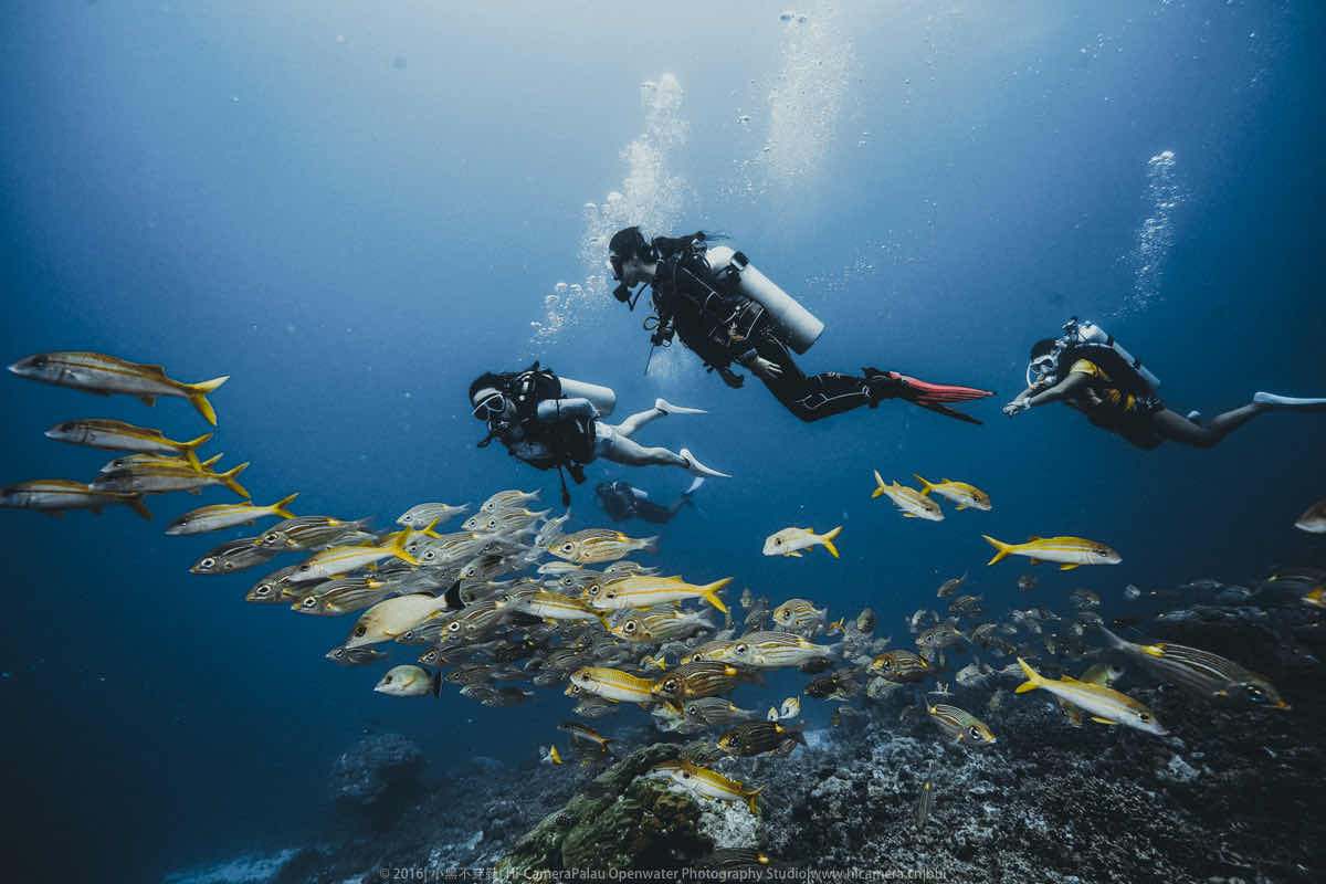 Palau 7th Wonder Dive & Tours photo 4