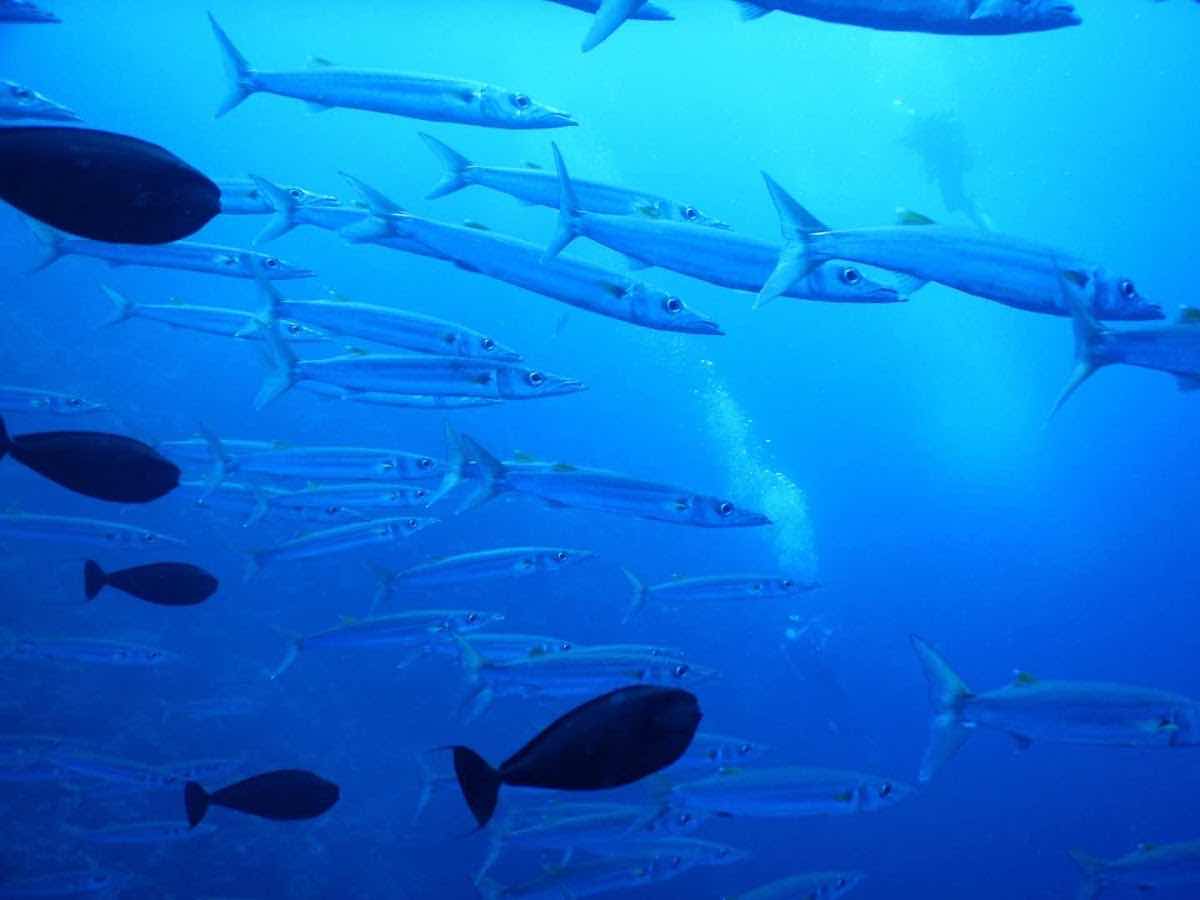 Palau 7th Wonder Dive & Tours photo 5