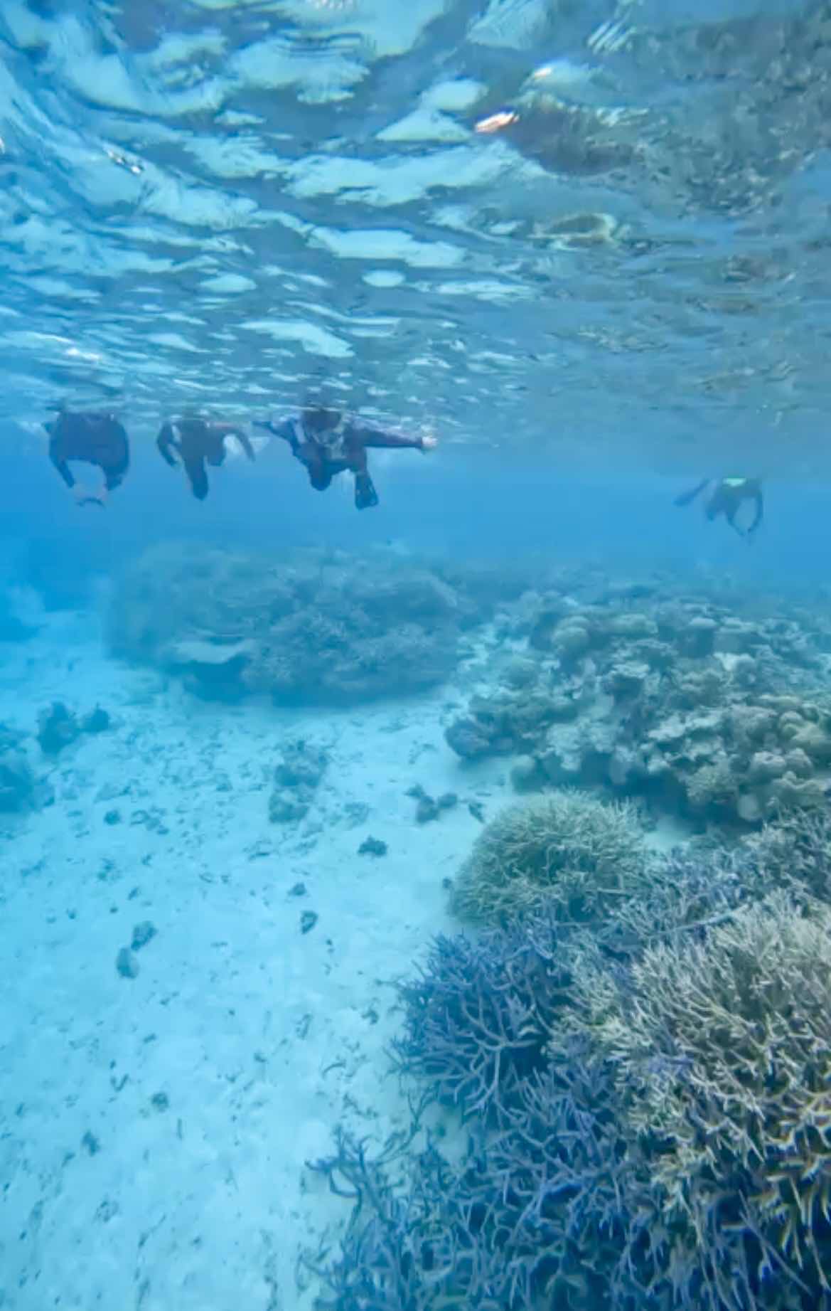 Palau 7th Wonder Dive & Tours photo 10