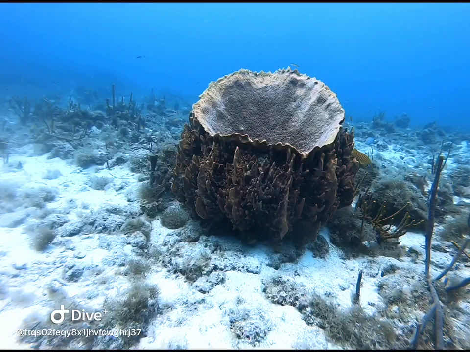 Aqua Marine Dive Shop photo 5