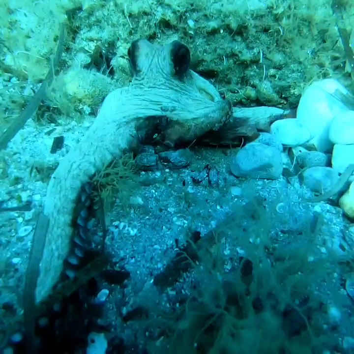 Diving School & Snorkeling Abyssos photo 3