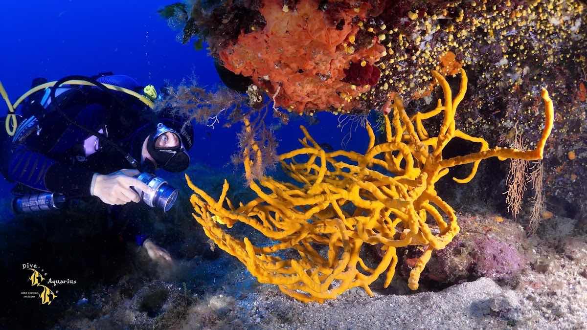 Diving School & Snorkeling Abyssos photo 6