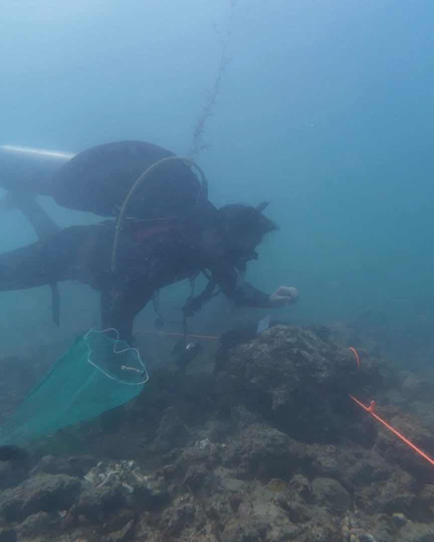 Sasa Eco Diving - Marine Animals Rescue Center photo 2