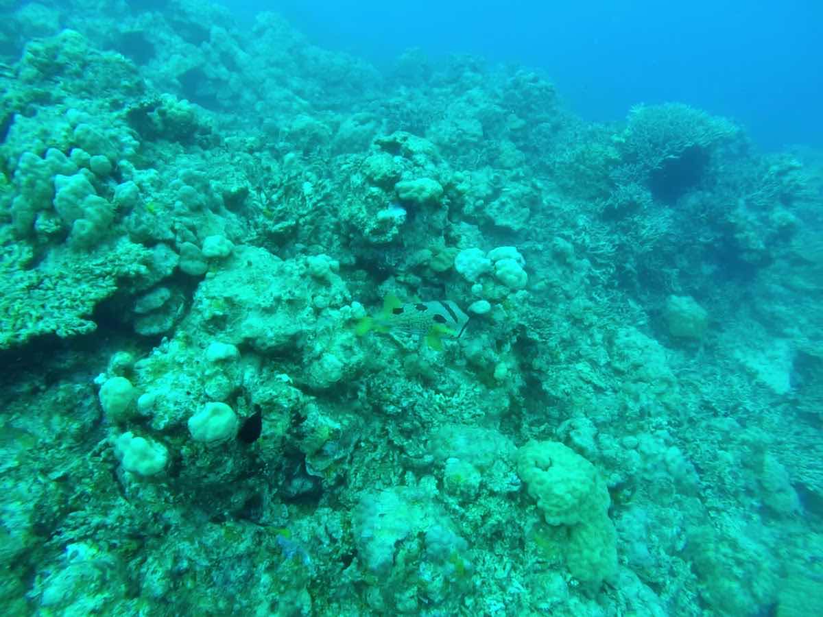 Big Blue Vanuatu photo 3