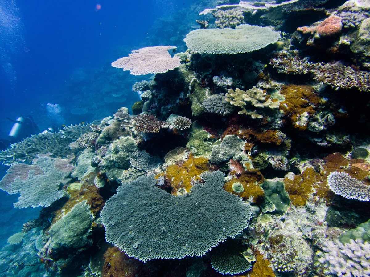 Big Blue Vanuatu photo 6