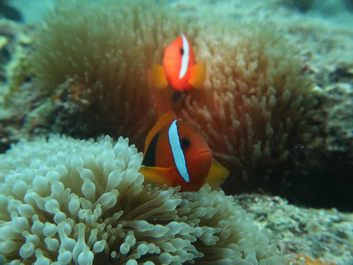 Big Blue Vanuatu photo 10