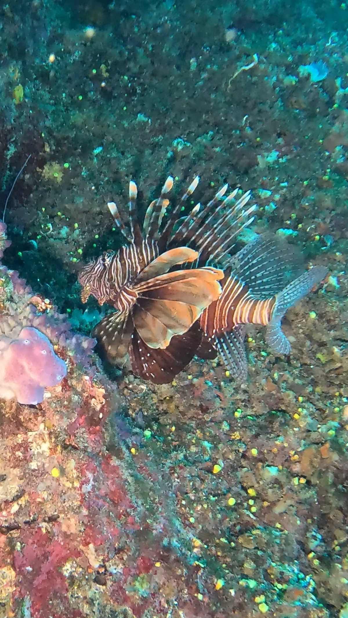 Kalo'scubadiving photo 10