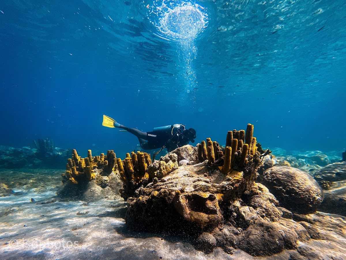 Dive Saint Lucia photo 3