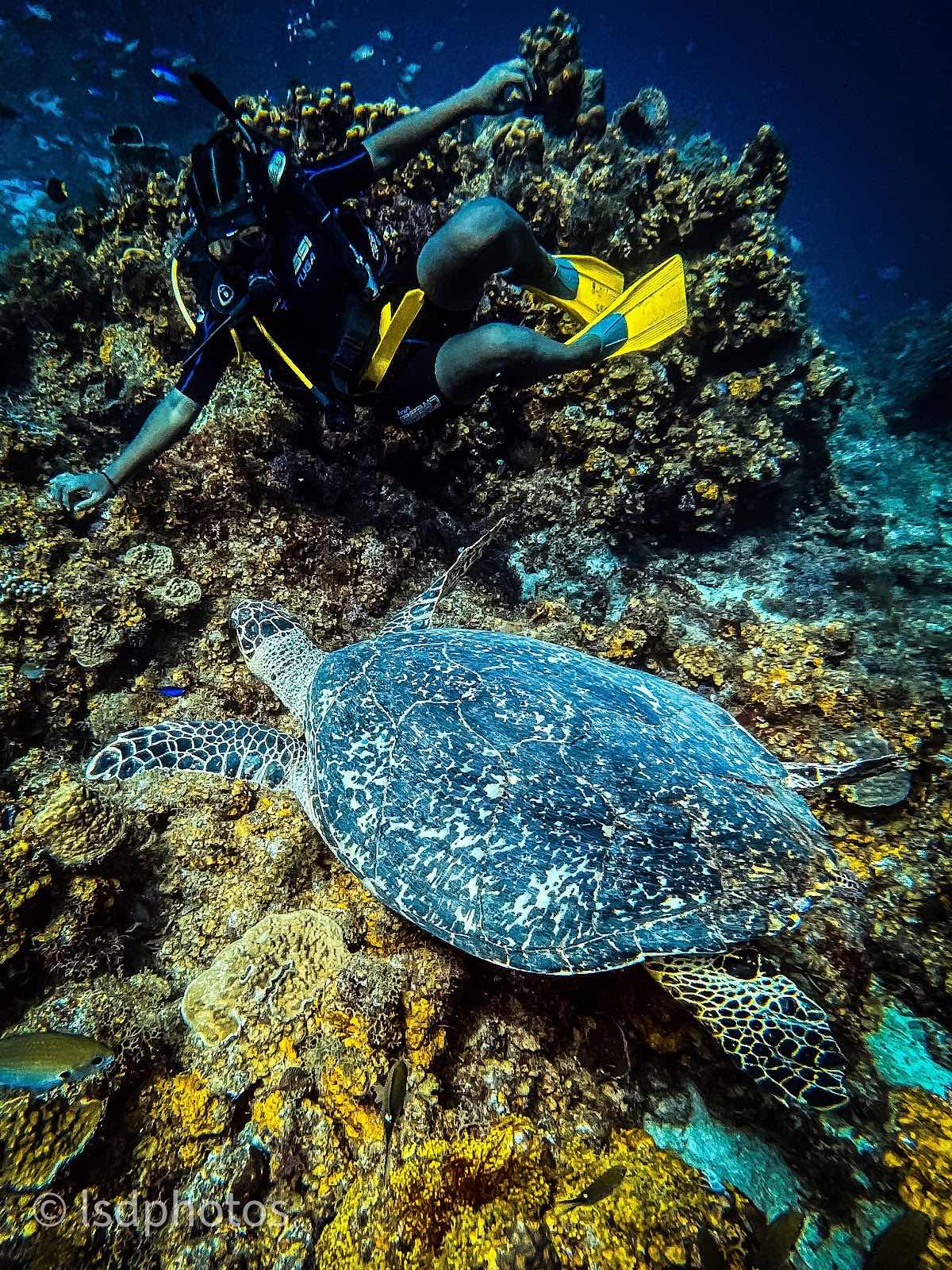 Dive Saint Lucia photo 9