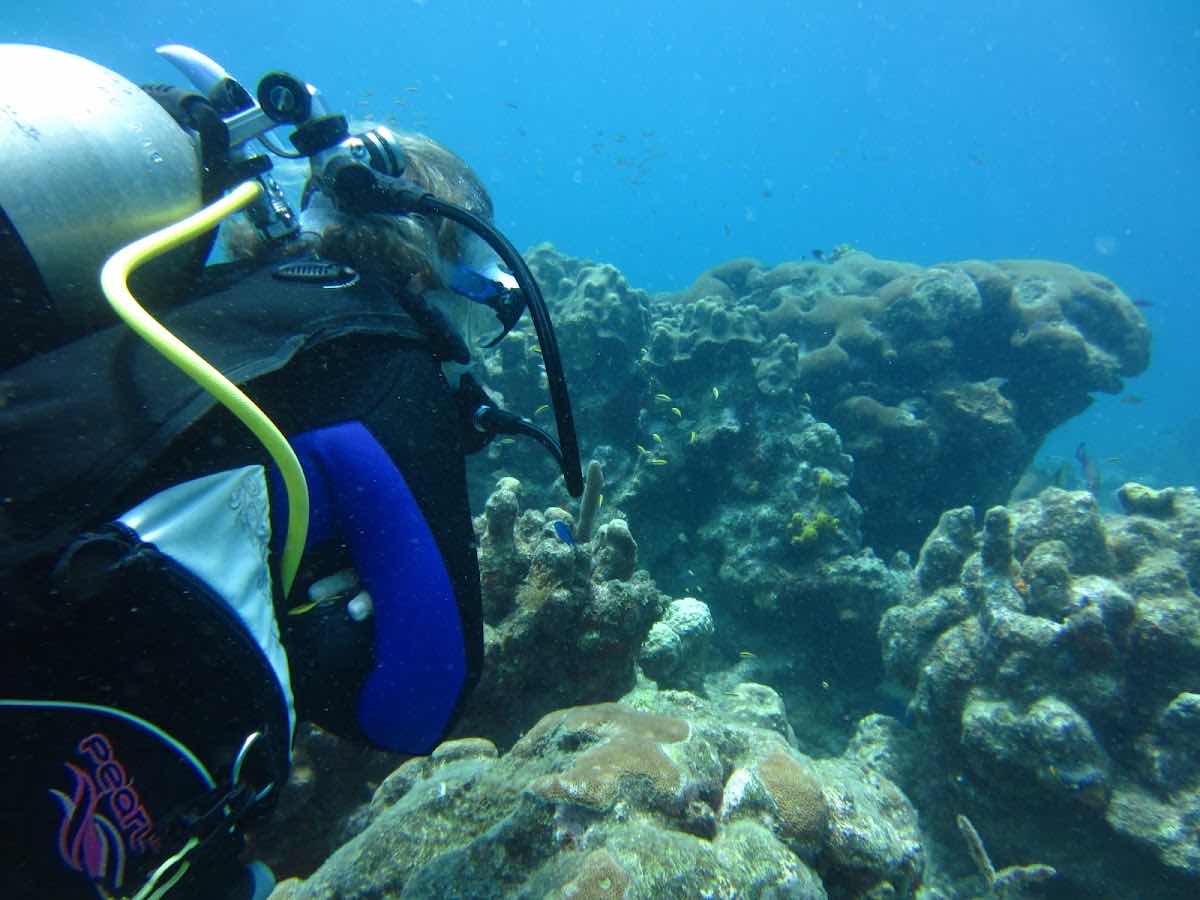 Les Baillantes Tortues - Diving Group photo 1