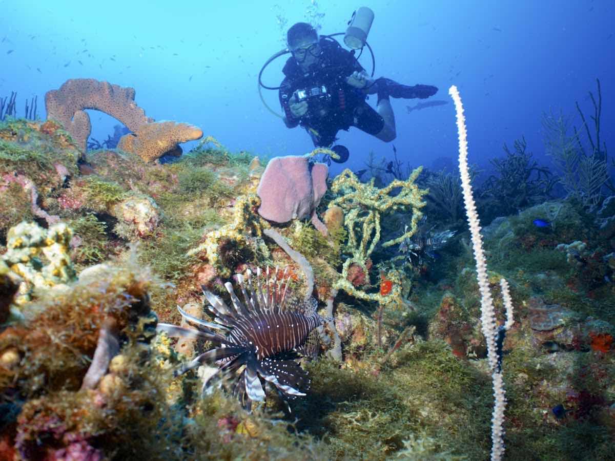 Les Baillantes Tortues - Diving Group photo 2